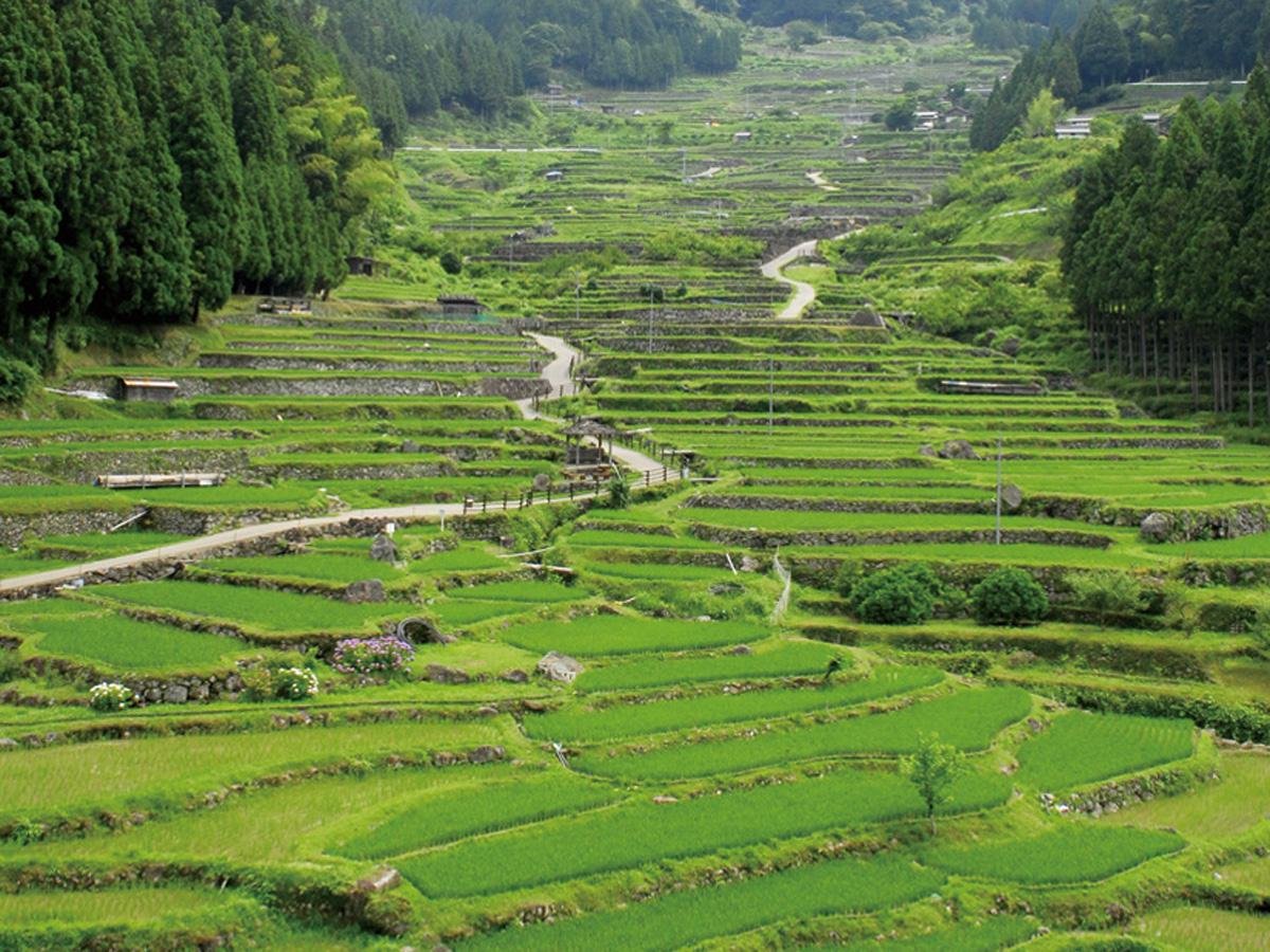 🌾 요츠야 천매전 (요츠야 센마이다) 이미지 4